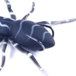 H Eng J IA 8 smart 7G Lua spider cebo blando bionic Mimi CBA IT, 1 - Imagen 4
