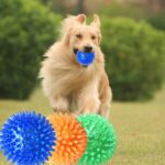 Juguete con sonido para mascotas, bola de erizo, Golden Retriever, juguete dental resistente a mordeduras molares para mascotas grandes, pequeño, diámetro: 6,5 cm, entrega de colores aleatorios, Small, Diameter: 6.5cm