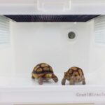 Termómetro e higrómetro centígrados de caja de reptiles de forma redonda digital con pantalla - Imagen 4
