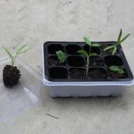 5 uds bandeja de plántulas plato de brotes 12 agujeros macetas de vivero bandeja tapas caja para jardinería bonsái Mini plato de vivero de invernadero, 5pcs 12 Holes - Imagen 5