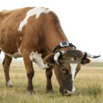 Localizador de ganado V34/V44, dispositivo de seguimiento animal antipérdida, collar con posicionamiento GPS - Imagen 4