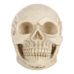Pantalla de gadget de accesorios de Halloween de cabeza de calavera, tamaño: 19 (L) x 13 (W) x 14cm (H) (blanco) - Imagen 2