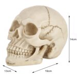 Pantalla de gadget de accesorios de Halloween de cabeza de calavera, tamaño: 19 (L) x 13 (W) x 14cm (H) (blanco) - Imagen 3
