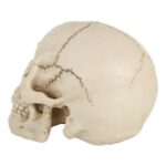 Pantalla de gadget de accesorios de Halloween de cabeza de calavera, tamaño: 19 (L) x 13 (W) x 14cm (H) (blanco) - Imagen 5