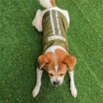 Impermeable reflectante plegable con capucha para mascotas, ropa impermeable para perros, S - Imagen 3