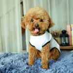 Ropa para mascotas Perro Amor Patrón Chaleco Ropa para perros, S - Imagen 2