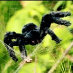 Decoración creativa de araña de felpa negra para fiesta de Halloween, 2 uds., 15cm, 30cm, 50cm, 75cm, 90cm - Imagen 2