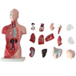 Modelo de Torso de 26CM para educación primaria y secundaria médica, modelo de estructura de órgano de anatomía humana