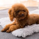 Almohadilla de felpa para perros y gatos, cuadrada, Universal, cálida, para otoño e invierno, XL - Imagen 5
