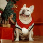 Bufanda de lana navideña para mascotas Toalla de saliva para perros mediana y grande, XXS - Imagen 5