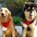 Bufanda de lana navideña para mascotas Toalla de saliva para perros mediana y grande, M - Imagen 3