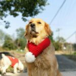 Bufanda de lana navideña para mascotas Toalla de saliva para perros mediana y grande, L