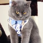 Arnés de pecho con cuerda para mascotas, chaleco antirotura, cuerda para caminar para perros pequeños, M