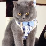 Arnés de pecho con cuerda para mascotas, chaleco antirotura, cuerda para caminar para perros pequeños, M - Imagen 2