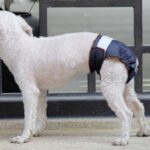 Pantalones fisiológicos antidolor para perros, ropa interior a prueba de fugas para mascotas húmedas y a prueba de orina, M - Imagen 3