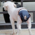 Pantalones fisiológicos antidolor para perros, ropa interior a prueba de fugas para mascotas húmedas y a prueba de orina, M - Imagen 4