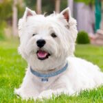 2 uds. Collar de perro con diamantes de imitación ostentosos, collares de cristal para cachorros, Chihuahua, correa para perros pequeños, accesorios para Mascotas, L - Imagen 4