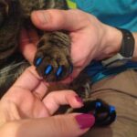 20 PCS Tapas de uñas de gato suaves de silicona / Garra de pata de gato / Protector de uñas para mascotas / Cubierta de uñas de gato, L - Imagen 3
