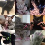 20 PCS Tapas de uñas de gato suaves de silicona / Garra de pata de gato / Protector de uñas para mascotas / Cubierta de uñas de gato, L - Imagen 4