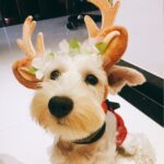 Accesorios navideños para mascotas, horquilla para perro, adorno para gato, diadema de asta navideña, M - Imagen 5