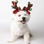 Artículos para mascotas Cachorro Gorro navideño Joyería navideña Astas con lentejuelas, S