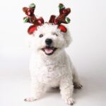Artículos para mascotas Cachorro Gorro navideño Joyería navideña Astas con lentejuelas, S - Imagen 5