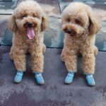 4 PCS / Set Zapatos para perros antideslizantes y transpirables y resistentes al desgaste Suministros para mascotas, 2.8x3.5cm - Imagen 4
