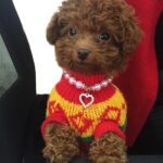 5 uds. Suministros para mascotas, collar de perlas, collares para mascotas, accesorios para perros y gatos, M - Imagen 5