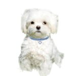 2 uds. Suministros para mascotas, accesorios elásticos para perros y gatos, collares para mascotas, S - Imagen 3