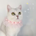 6 piezas de encaje para mascotas, collar ajustable, accesorios para fotos de perros y gatos, S 20-25cm - Imagen 3