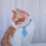 4 Uds. Collar de pajarita de vaquero para mascotas, collares de corbata ajustables para gatos y perros, suministros y accesorios para mascotas, S 16-32cm Big Bowknot - Imagen 7