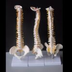 Columna vertebral humana con modelo pélvico Anatomía anatómica humana Modelo de columna vertebral Modelo de columna vertebral, Tamaño: 45 cm