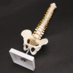 Columna vertebral humana con modelo pélvico Anatomía anatómica humana Modelo de columna vertebral Modelo de columna vertebral, Tamaño: 45 cm - Imagen 2