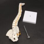 Columna vertebral humana con modelo pélvico Anatomía anatómica humana Modelo de columna vertebral Modelo de columna vertebral, Tamaño: 45 cm - Imagen 3