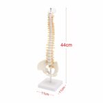 Columna vertebral humana con modelo pélvico Anatomía anatómica humana Modelo de columna vertebral Modelo de columna vertebral, Tamaño: 45 cm - Imagen 4
