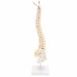 Columna vertebral humana con modelo pélvico Anatomía anatómica humana Modelo de columna vertebral Modelo de columna vertebral, Tamaño: 45 cm - Imagen 5