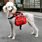 Mochila de pecho para mascotas, mochila desmontable al aire libre multifuncional para perros con correa, L - Imagen 4