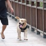 Correa reflectante para mascotas, suministros para pasear perros medianos y grandes, 2 uds., Red - Imagen 6