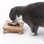 Suministros para mascotas de cuenco de cerámica para gatos de bambú y madera, Single Bowl, Double Bowl