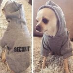 Ropa de suéter para perros con capucha de lana de otoño e invierno, M - Imagen 2