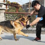 Suministros de entrenamiento para perros, palo para morder de cáñamo, palo para morder para perros, A5 - Imagen 10