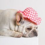 2 PCS Perro ?? Sombrero Verano Fresco Foto Decoración Mascota Gato Sombrero para el sol, M - Imagen 5