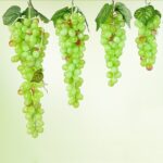 Simulación de fruta, simulación de uvas, PVC con accesorios para brotes de uva color crema, 2 Bunches 85 Green Grapes - Imagen 2