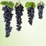Simulación de fruta, simulación de uvas, PVC con accesorios para brotes de uva color crema, 2 Bunches 110 Black Grapes - Imagen 2