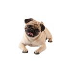 Pegatinas de coche de perro de simulación 3D, pegatinas de decoración de afeitado para arañazos, protector solar a prueba de lluvia, Style 2 Large