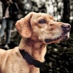 Pet Collar Trainer Recargable Automatic Bark Stop, Automatic Bark Stop Black White Spots - Imagen 7