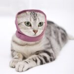 Pet Grooming Orejeras cómodas e impermeables, M - Imagen 6