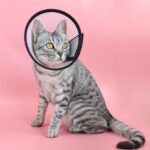 2 piezas de protección para mascotas, collar antimordida para gatos y perros después del cosmético y la operación, No.4
