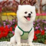 2 uds tirantes chalecos malla transpirable ropa para mascotas, XL - Imagen 5