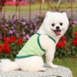 2 uds tirantes chalecos malla transpirable ropa para mascotas, XXL - Imagen 4